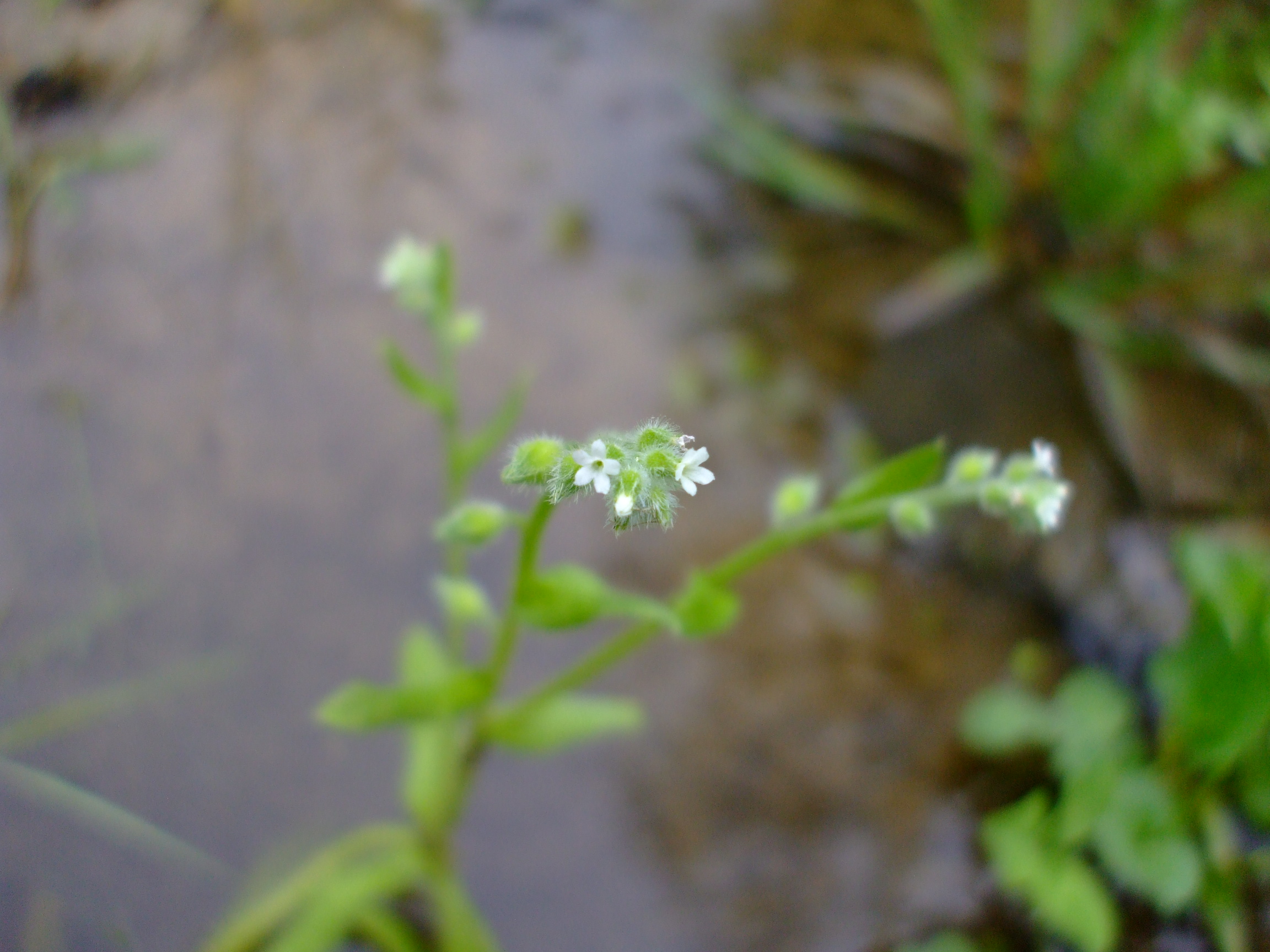 Myosotis verna
